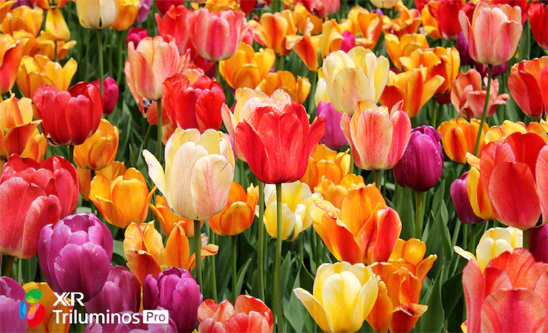 OLED Tivi 4K Sony 77 inch 77A80J Android TV